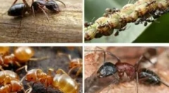 Milyen hasznos és káros hangyák?